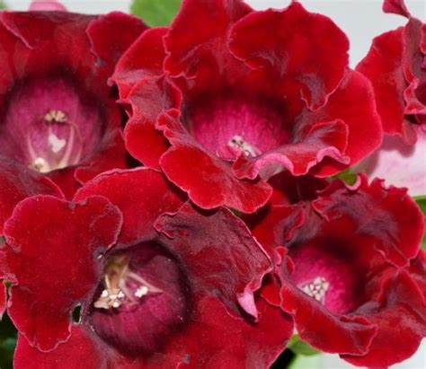 Глоксиния Аванти смесь F1