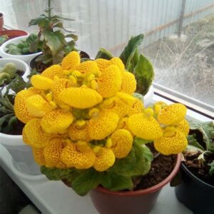 Кальцеолярия Башмачки смесь 5шт