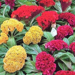 Целозия "Гребенчатая"  0