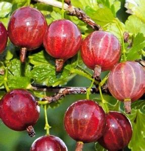 Растение КРЫЖОВНИК (в асс.) С2 Н40