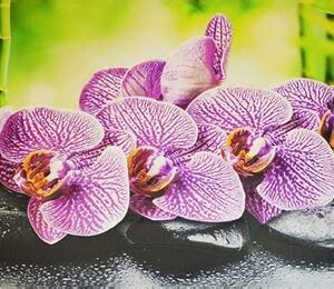 Фартук-панно ПВХ ГРЕЙС 602х1002 "Орхидея Ванда"