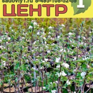 Растение ЯБЛОНЯ ( в асс.) С4 Н140