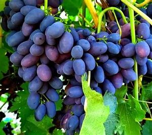 Растение ВИНОГРАД ( в асс.) С2 Н50