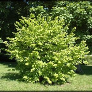 Растение ЛЕЩИНА обыкновенная  С2 Н40