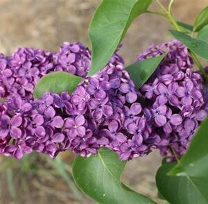 Растение СИРЕНЬ сортовая (в ассорт.) С2 Н30