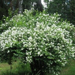 Растение ЧУБУШНИК в ассорт.