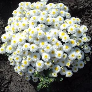 Растение ХРИЗАНТЕМА (в асс.) С2 Н20