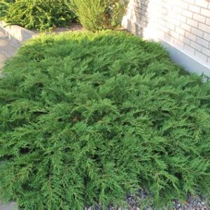 Растение МИКРОБИОТА С2