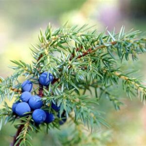 Растение МОЖЖЕВЕЛЬНИК