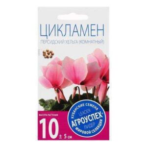 Цикламен Хельга 3шт  1094478