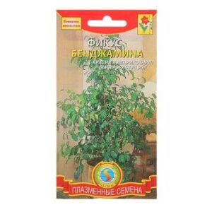 Фикус "БЕНДЖАМИНА" 3шт 1766810