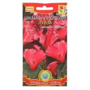 Цикламен персидский "ЛУИЗА" 3шт  1766987