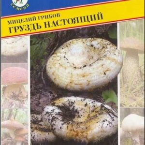 Мицелий грибов ГРУЗДЬ настоящий 50мл 2743451