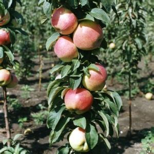 Растение ЯБЛОНЯ колонновидная С4 Н100