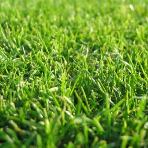 Газон  "ГНОМ" (ИЛ) 300г