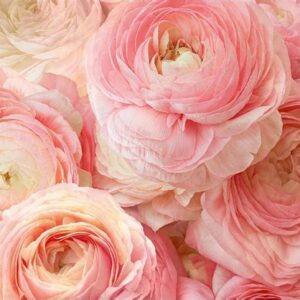 Фотообои Тула Пионы VIP 294х260