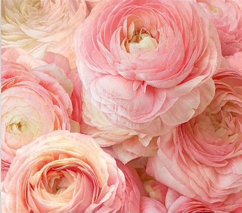 Фотообои Тула Пионы VIP 294х260