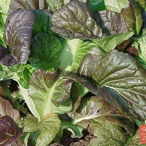 Горчица салатная "Русский размер" 100шт.  5431519