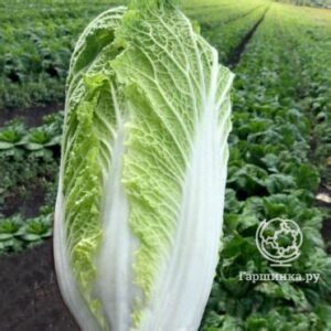 Капуста Пекинская "Бокал"  0.2г 5523678