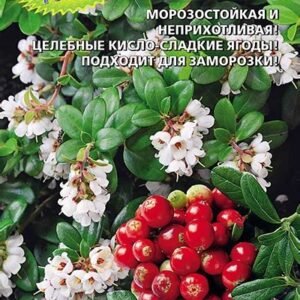 Брусника "Коралл" 20шт. 7584877