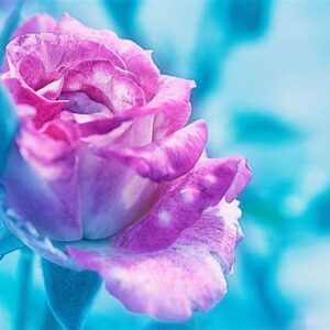 Обои Solo/Anturage Impressio