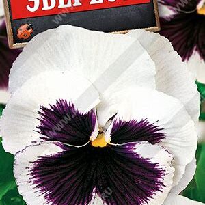 Виола "Эверест"  0