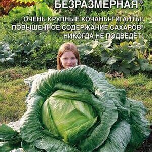 Капуста белокачан. "Безразмерная" 0