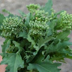 Капуста "Рапини" спаржевая 170шт 9485365